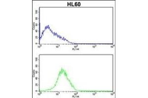 SERPINB7 Antibody (Center) (ABIN652538 and ABIN2842363) flow cytometric analysis of HL60 cells (bottom histogram) compared to a negative control cell (top histogram). (SERPINB7 anticorps  (AA 108-137))