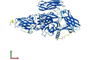 AlphaFold protein structure predicition of Human Recombinant TGM4 Protein, UniprotID P49221