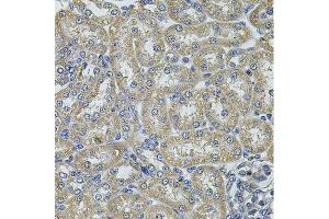 Immunohistochemistry of paraffin-embedded rat kidney using DNAJA3 Antibody.