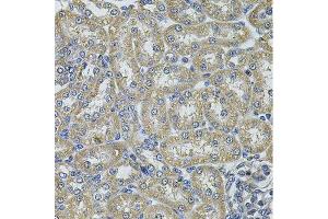 Immunohistochemistry of paraffin-embedded rat kidney using DNAJA3 Antibody. (DNAJA3 anticorps  (AA 221-480))