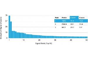 Analysis of Protein Array containing more than 19,000 full-length human proteins using TIMP2 Mouse Monoclonal Antibody (TIMP2/2044) Z- and S- Score: The Z-score represents the strength of a signal that a monoclonal antibody (Monoclonal Antibody) (in combination with a fluorescently-tagged anti-IgG secondary antibody) produces when binding to a particular protein on the HuProtTM array. (TIMP2 anticorps  (AA 48-220))