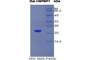 SDS-PAGE analysis of Rat HSPBP1 Protein. (HSPBP1 Protéine)