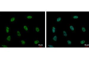 ICC/IF Image PUF60 antibody detects PUF60 protein at nucleus by immunofluorescent analysis.