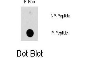 Image no. 1 for anti-Heat Shock 27kDa Protein 1 (HSPB1) (pSer78) antibody (ABIN358314)