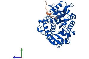 AlphaFold protein structure predicition of Human Recombinant RBKS Protein, UniprotID Q9H477