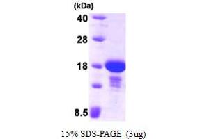 SDS-PAGE (SDS) image for Endosulfine alpha (ENSA) (AA 1-121) protein (His tag) (ABIN666932) (Ensa Protein (AA 1-121) (His tag))