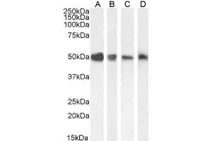 ABIN185279 staining (0. (TXNDC5 anticorps  (C-Term))