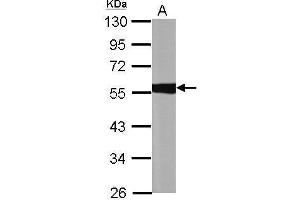 WB Image Sample (30 ug of whole cell lysate) A: A549 10% SDS PAGE antibody diluted at 1:10000