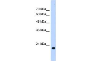 Western Blotting (WB) image for anti-Heat Shock Protein, alpha-Crystallin-Related, B6 (HSPB6) antibody (ABIN2463182) (HSPB6 anticorps)