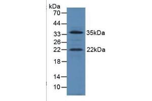 SDS-PAGE of Protein Standard from the Kit  (Highly purified E.