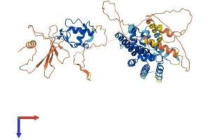 AlphaFold protein structure predicition of Mouse Recombinant Nr2c1 Protein, UniprotID Q505F1