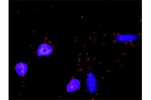 Proximity Ligation Analysis of protein-protein interactions between MAPK14 and MAX.