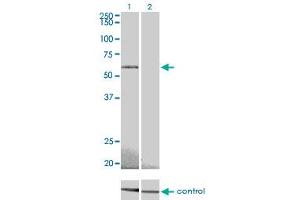 Western blot analysis of PRKAA2 over-expressed 293 cell line, cotransfected with PRKAA2 Validated Chimera RNAi (Lane 2) or non-transfected control (Lane 1).