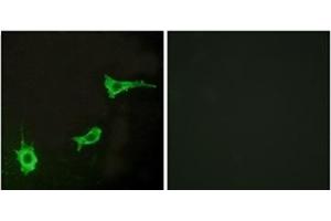 Immunofluorescence analysis of LOVO cells, using EDNRA Antibody .