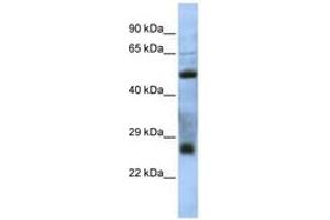 Image no. 1 for anti-Chromosome 7 Open Reading Frame 62 (C7orf62) (AA 35-84) antibody (ABIN6741342) (C7orf62 anticorps  (AA 35-84))