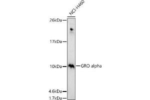 Western blot analysis of extracts of NCI-H460 cells, using GRO alpha antibody (ABIN6130150, ABIN6139267, ABIN6139268 and ABIN6221487) at 1:1000 dilution. (CXCL1 anticorps  (AA 1-107))