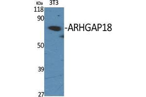 Western Blot (WB) analysis of specific cells using ARHGAP18 Polyclonal Antibody. (ARHGAP18 anticorps  (C-Term))