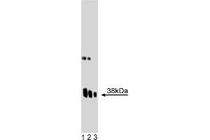 Western Blotting (WB) image for anti-Synaptophysin (SYP) (AA 205-306) antibody (ABIN968694) (Synaptophysin anticorps  (AA 205-306))