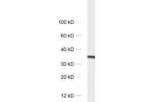 dilution: 1 : 1000, sample: rat brain homogenate (SYPL1 anticorps)