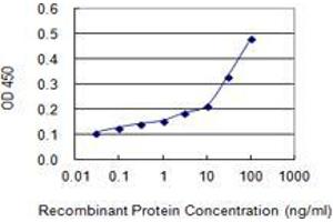 anti-Chemokine (C-C Motif) Ligand 28 (CCL28) (AA 24-127) antibody