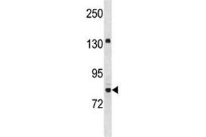 UHRF2 antibody western blot analysis in Jurkat lysate.