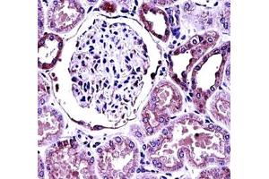 BMP7 antibody immunohistochemistry analysis in formalin fixed and paraffin embedded human kidney tissue.