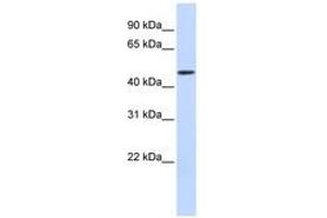 Image no. 1 for anti-DDB1 and CUL4 Associated Factor 4 (DCAF4) (AA 216-265) antibody (ABIN6741305)