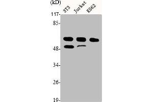 Western Blot analysis of NIH-3T3 Jurkat K562 cells using Cyclin A Polyclonal Antibody (Cyclin A anticorps  (Internal Region))