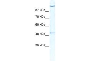 Western Blotting (WB) image for anti-Potassium Voltage-Gated Channel, Subfamily H (Eag-Related), Member 6 (KCNH6) antibody (ABIN2461157) (KCNH6 anticorps)