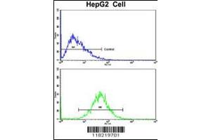 Flow cytometric analysis of HepG2 cells using GCAT Antibody (bottom histogram) compared to a negative control cell (top histogram). (GCAT anticorps  (AA 155-181))