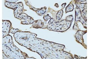 IHC analysis of RAE1 using anti-RAE1 antibody (ABIN7602428). (RAE1 anticorps  (AA 76-368))