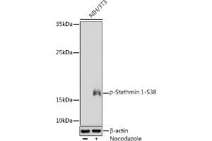 Western blot analysis of extracts of NIH/3T3 cells, using Phospho-Stathmin 1-S38 Rabbit pAb (ABIN3019847, ABIN3019848, ABIN3019849 and ABIN1682097) at 1:1000 dilution. (Stathmin 1 anticorps  (pSer38))