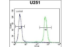 anti-Chemokine (C-X-C Motif) Receptor 7 (CXCR7) (AA 333-362), (C-Term) antibody