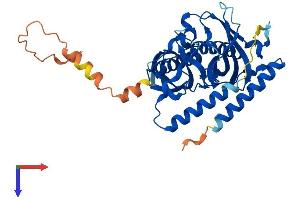 AlphaFold protein structure predicition of Mouse Recombinant Acot7 Protein, UniprotID Q91V12