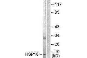 Western blot analysis of extracts from NIH/3T3 cells, using HSP10 antibody. (HSPE1 anticorps)