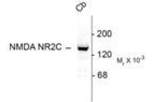 Image no. 1 for anti-Glutamate Receptor, Ionotropic, N-Methyl D-Aspartate 2c (GRIN2C) (N-Term) antibody (ABIN305685) (GRIN2C anticorps  (N-Term))