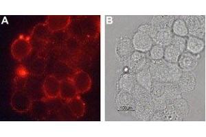 Expression of DAT in rat PC12 cells - Cell surface detection of DAT in live intact rat pheochromocytoma PC12 cells.