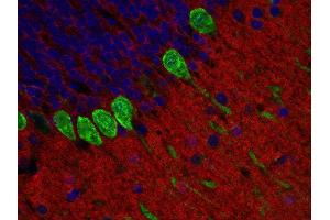Indirect immunostaining of paraffin embedded mouse cerebellum section with anti-m6A-glycoprotein (dilution 1 : 200; red) and guinea pig anti-calbindin (, dilution 1 : 200; green). (GPM6A anticorps  (AA 261-270))