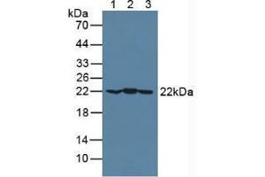Western blot analysis of (1) Mouse Brain Tissue, (2) Mouse Heart Tissue and (3) Porcine Brain Tissue. (CRYAB anticorps  (AA 1-175))