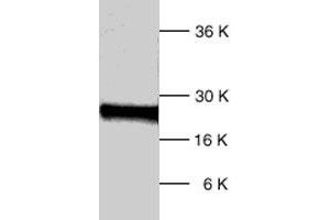Western blot analysis of human DIABLO polyclonal antibody  expression in HL-60 whole cell lysates. (DIABLO anticorps  (C-Term))
