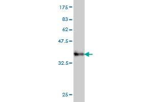 Western Blot detection against Immunogen (35.