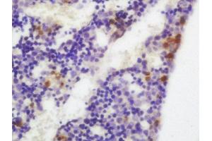 Formalin-fixed and paraffin embedded mouse embryo labeled with Anti-XBP1 Polyclonal Antibody, Unconjugated  at 1:200 followed by conjugation to the secondary antibody and DAB staining (XBP1 anticorps  (AA 51-150))