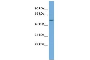 WB Suggested Anti-SGPP1 Antibody Titration:  0. (SGPP1 anticorps  (Middle Region))