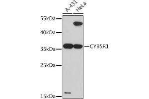 Western blot analysis of extracts of various cell lines, using CYB5R1 Rabbit pAb (ABIN7266630) at 1:3000 dilution. (CYB5R1 anticorps  (AA 1-305))