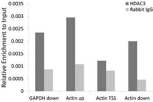 Chromatin immunoprecipitation of extracts of 293T cell line, using HDAC3 antibody (ABIN5971166) and rabbit IgG. (HDAC3 anticorps)