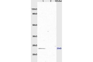 SDS-PAGE (SDS) image for anti-Glial Cell Line Derived Neurotrophic Factor (GDNF) (AA 121-211) antibody (ABIN736536)