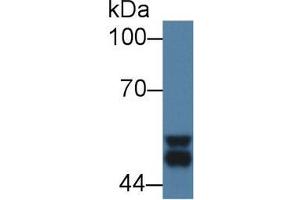 Western Blot; Sample: Mouse Cerebrum lysate; Primary Ab: 1µg/ml Rabbit Anti-Mouse GSK3a Antibody Second Ab: 0. (GSK3 alpha anticorps  (AA 122-406))