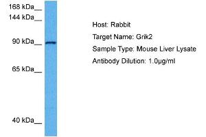 Host: Rabbit Target Name: GRIK2 Sample Tissue: Mouse Liver Antibody Dilution: 1ug/ml (Glutamate Receptor 3 anticorps  (Middle Region))