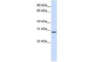 HGF antibody used at 1 ug/ml to detect target protein.