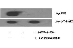 Western Blot (WB) analysis of specific cells using Phospho-c-Myc (T58) Polyclonal Antibody.